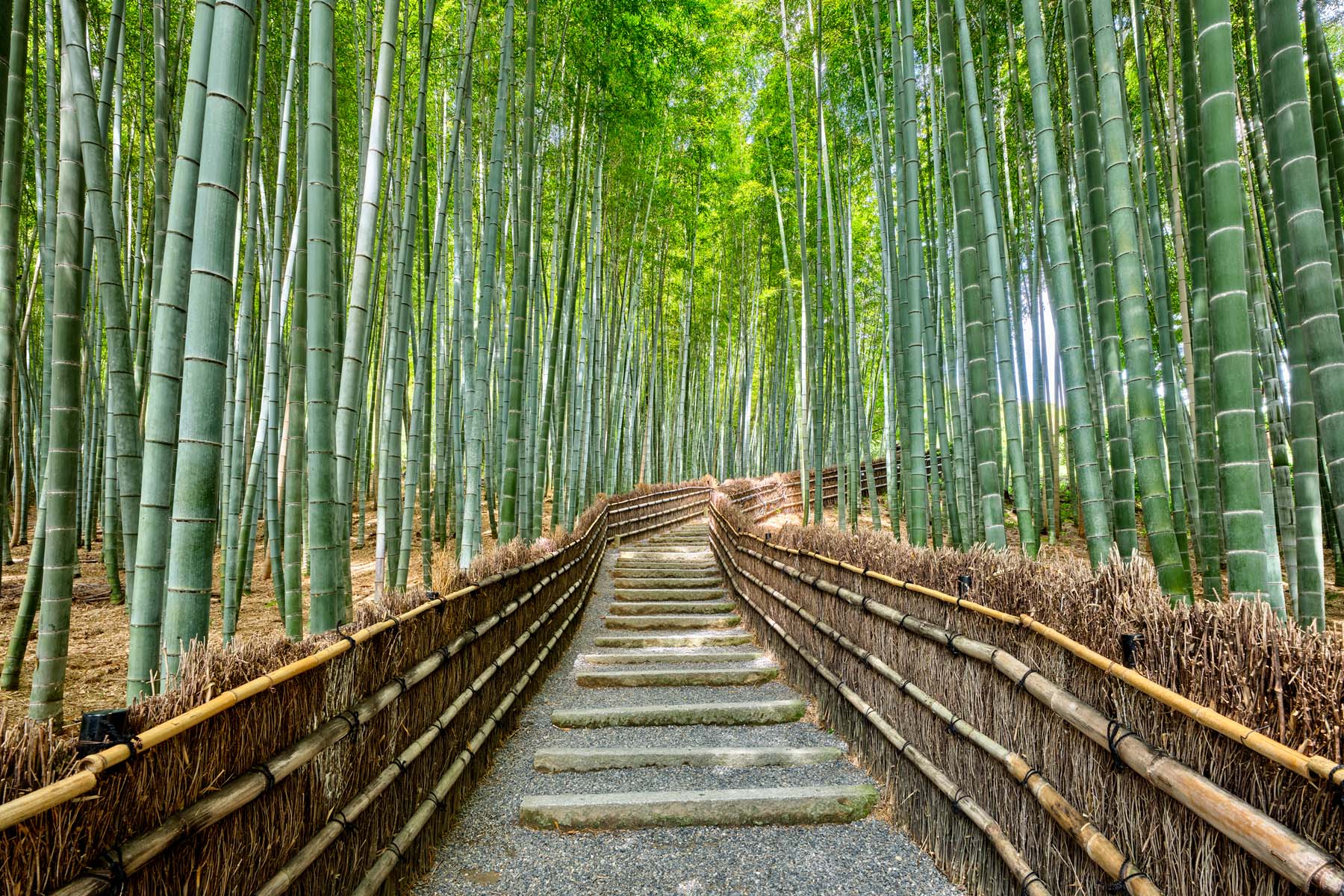 〈洋書〉増補版 KYOTO the forest within the gate The Way Within | Kyoto, Japan