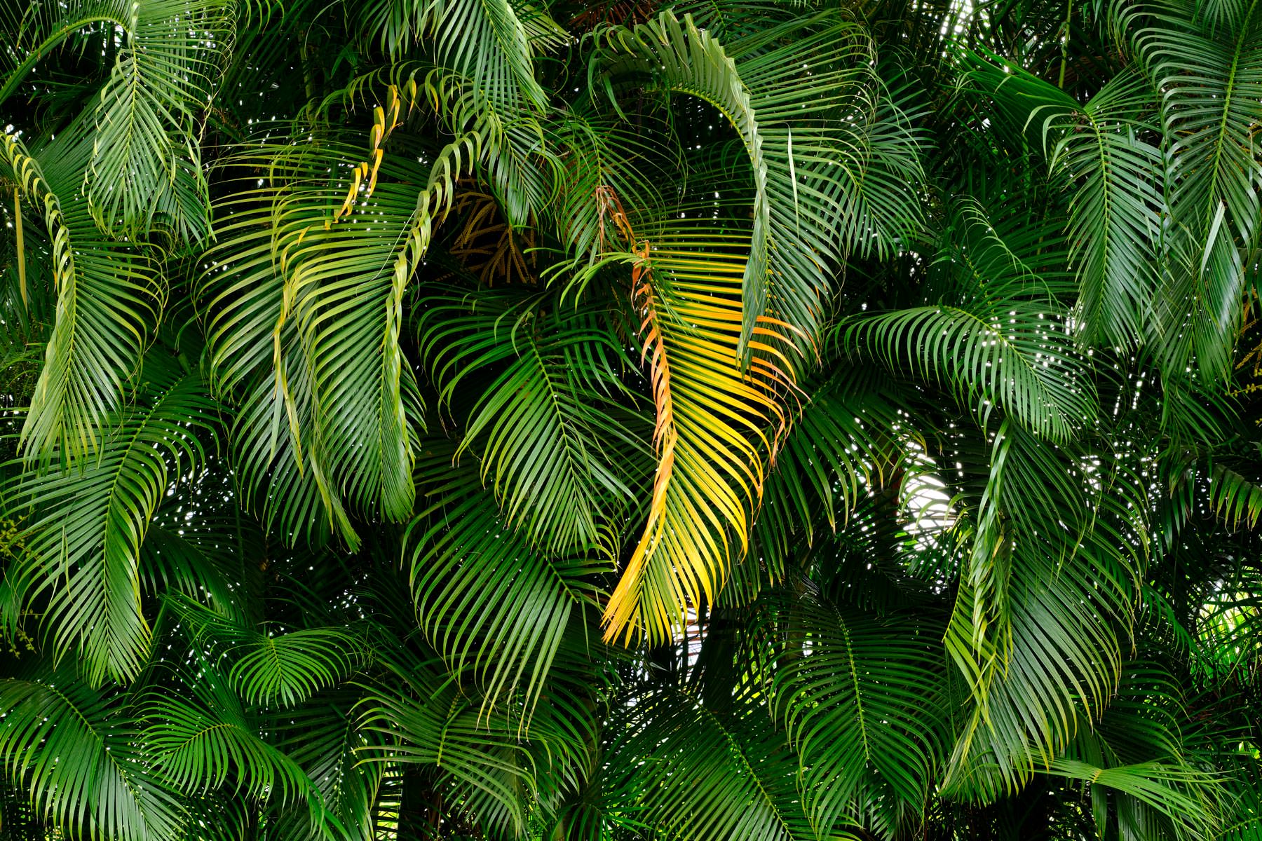 Tranquil Palms one palm stands out from the others in this abstract photograph of green palms taken by award winning Maui photographer Andrew Shoemaker