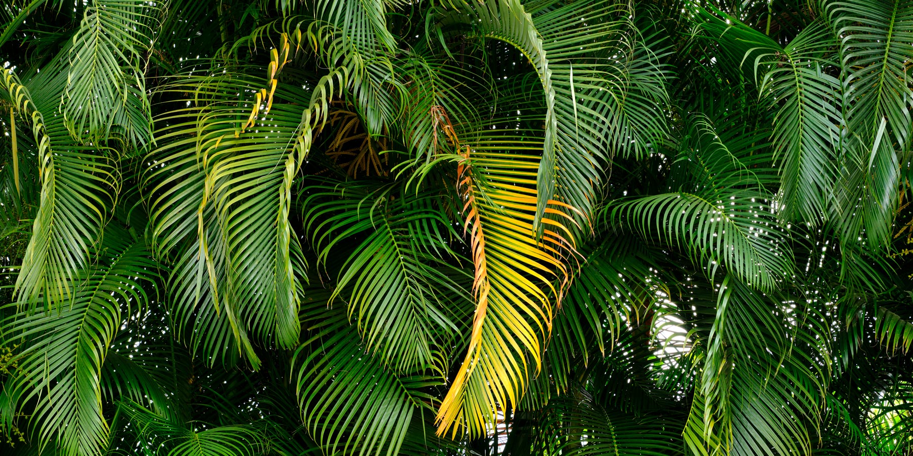 one palm stands out from the others in this abstract panoramic photograph of green palms taken by award winning Maui photographer Andrew Shoemaker