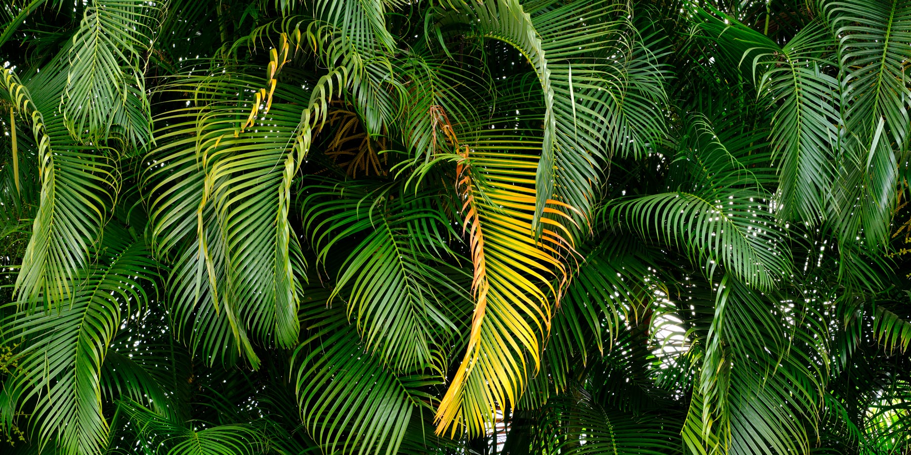 Tranquil Palms Panorama one palm stands out from the others in this abstract panoramic photograph of green palms taken by award winning Maui photographer Andrew Shoemaker