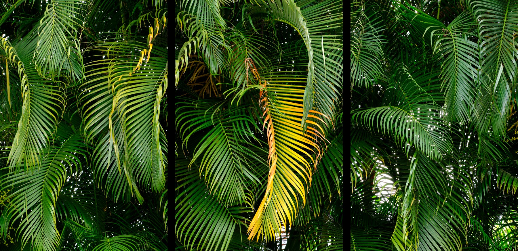 one palm stands out from the others in this abstract photograph of green palms taken by award winning Maui photographer Andrew Shoemaker.  Arranged into a 3 pan