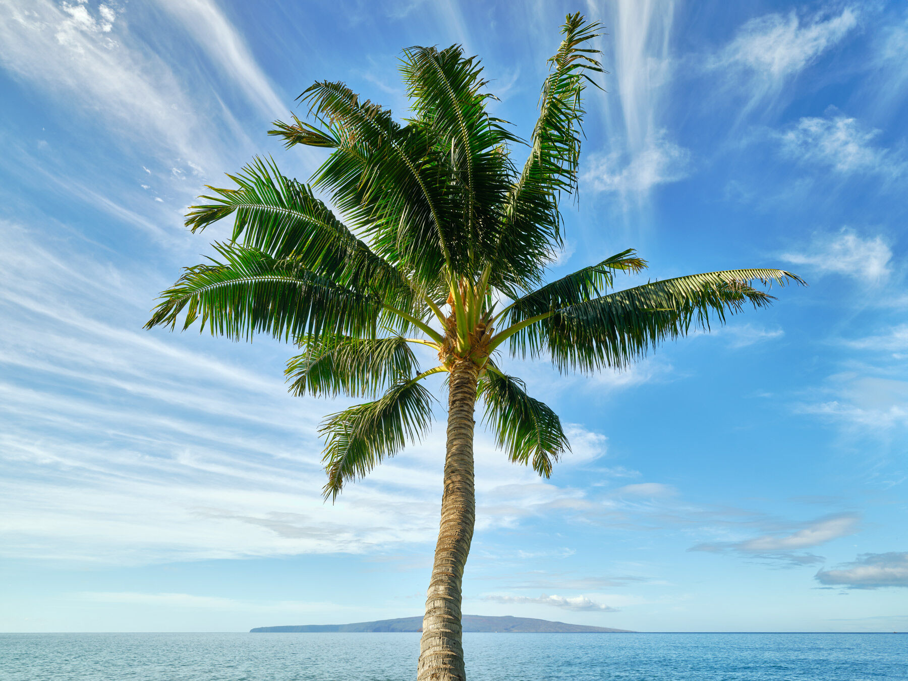 Triumph is a photograph of a beautiful Hawaiian palm reaching out towards the Pacific in Wailea on the island of Maui.  Photograph by artist Andrew Shoemaker