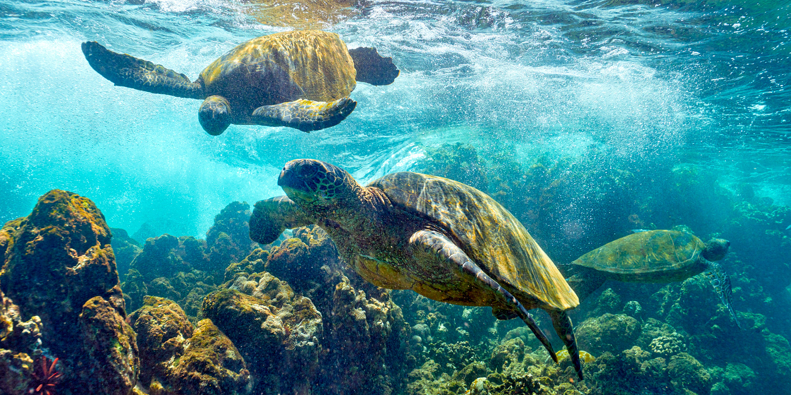 underwater panoramic photograph of green hawaiian sea turtles also known as Honu.  Captured by fine art photographer Andrew Shoemaker