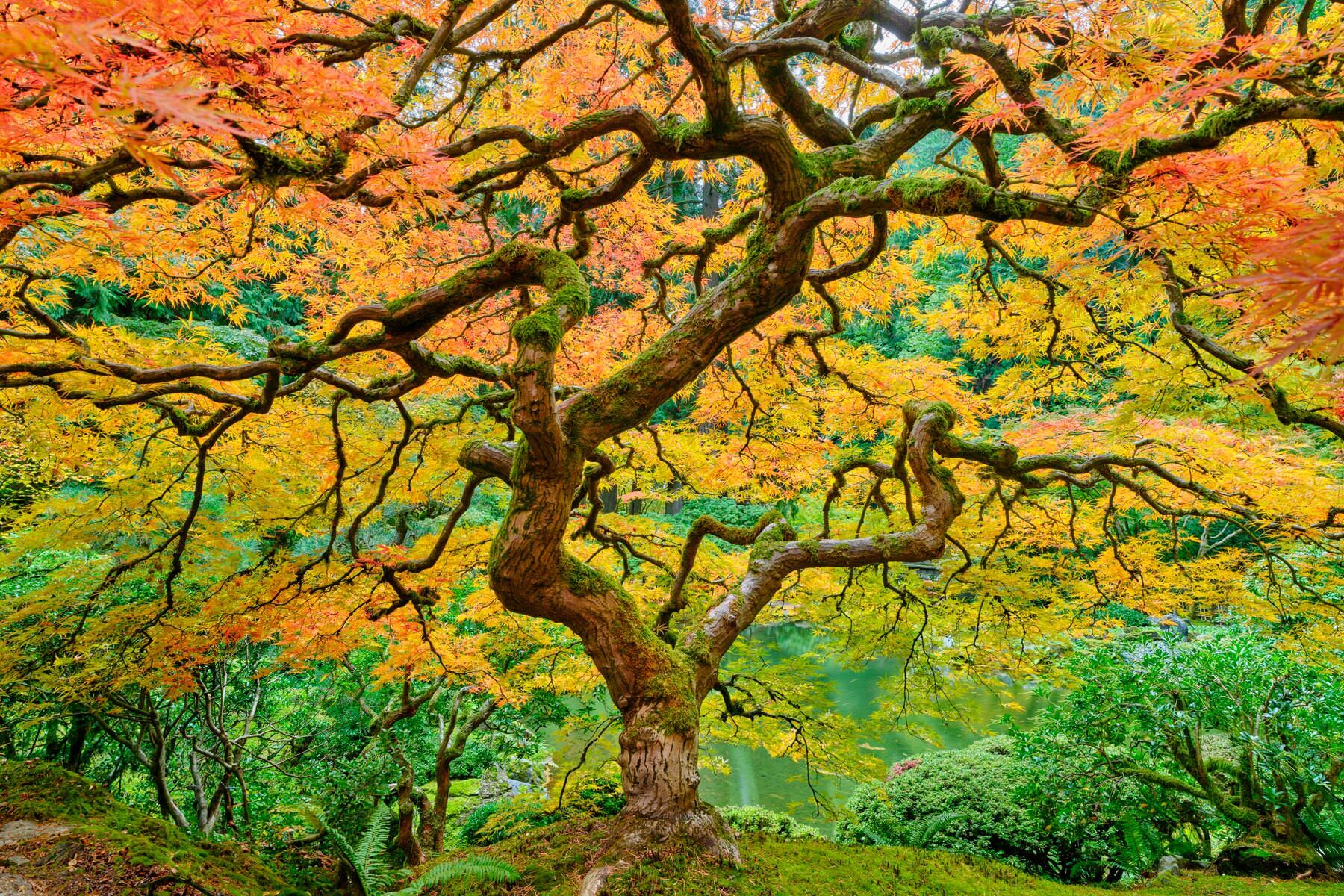 a beautiful japanese lace maple with incredible fall colors twists gracefully through this photograph by artist Andrew Shoemaker