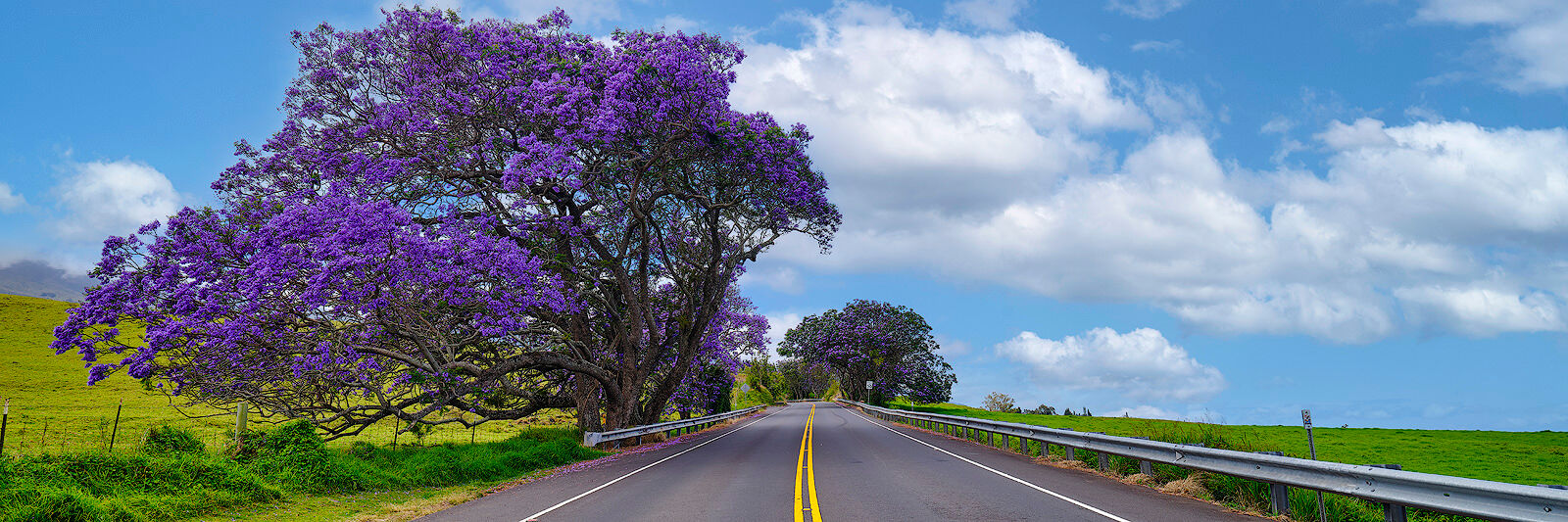 Upcountry Road panoramic view of jacaranada trees along side of a two lane highway in upcountry on the Hawaiian island of Maui.
