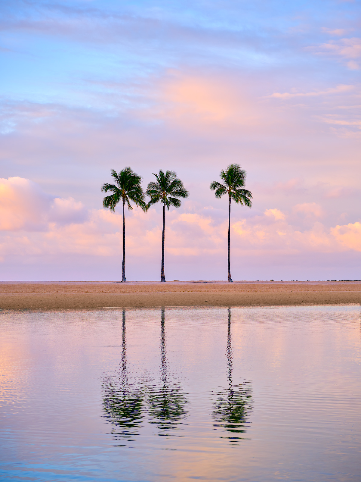 3 coconut palm trees reflecting in a lagoon along Waikiki beach at sunrise on the Hawaiian island of Oahu.  Oahu Landscape Photography by Andrew Shoemaker