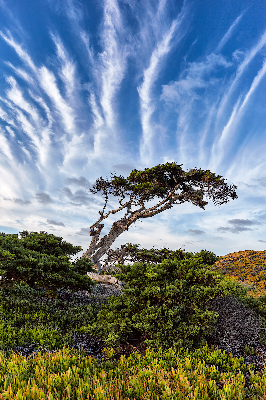 Windswept a beautiful tree along the pacific coast highway in Carlsbad, California. California Fine Art Landscape Photography by artist Andrew Shoemaker