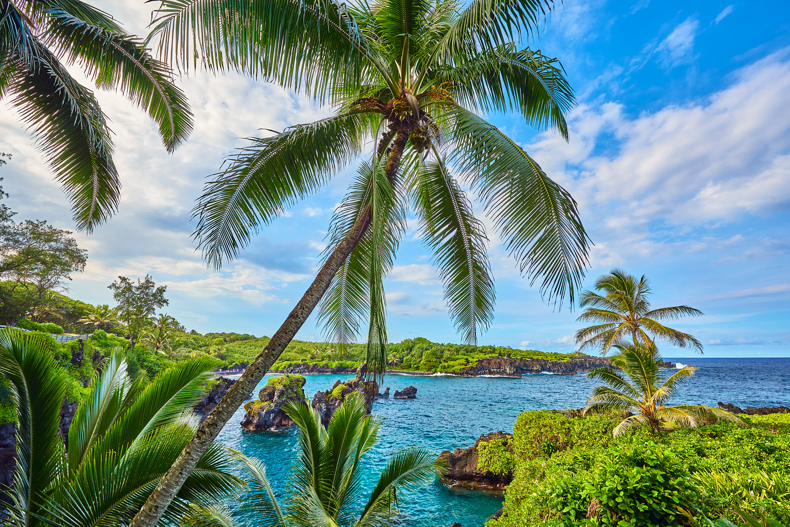 Windward Garden a lovely scene of a coconut palm with the backdrop of lava rock and aqua blue Hawaiian waters at Waianapanapa State Park