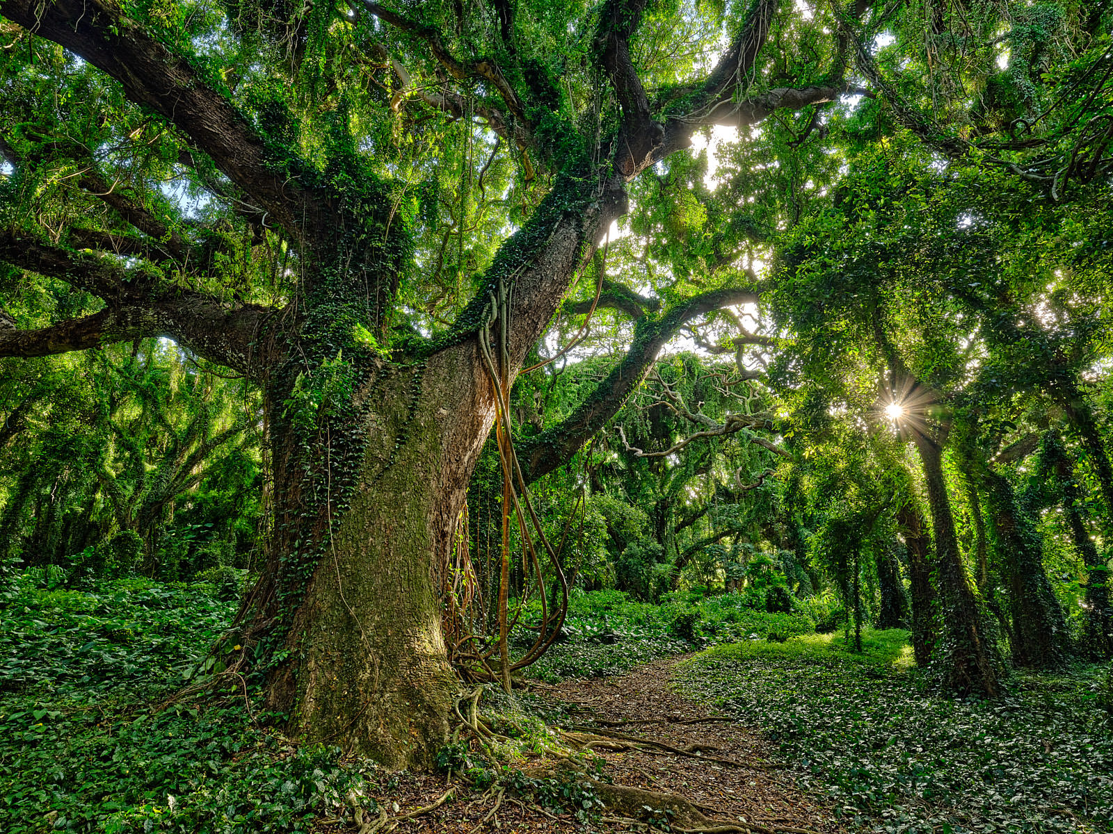 Wonderland tree and path in the enchanted forest of Honolua Bay on the island of Maui